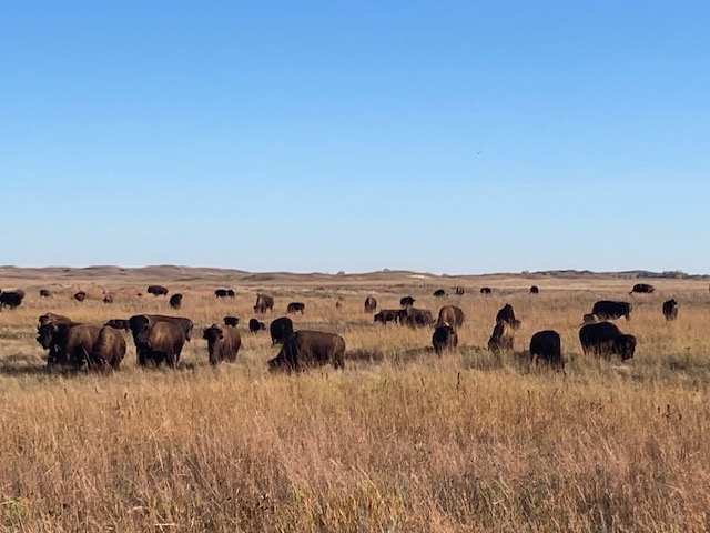 Clover Cove Ranch – We raise 100% prairie grass-fed organic beef and ...